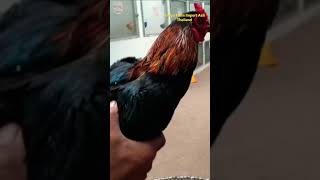 Download lagu Jakarin X Jakarin 6-7 Bln Sango Farm mp3 Download lagu Jakarin X Jakarin 6-7 Bln Sango Farm mp3