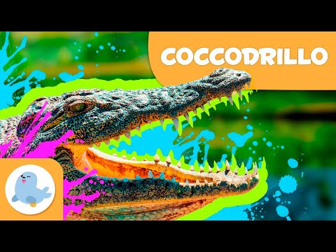 IL COCCODRILLO 🐊 Animali per bambini 🏞️ Episodio 14