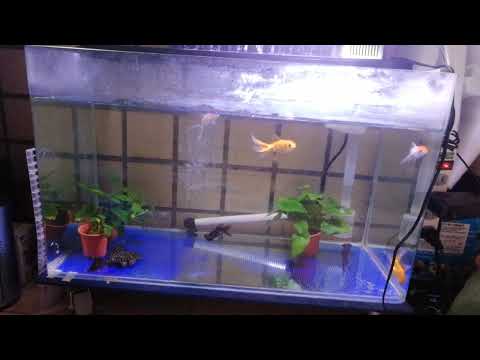 黑牡丹金魚混養