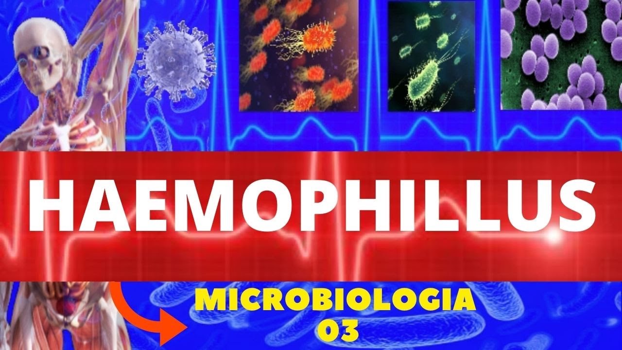 HAEMOPHILUS -  MICROBIOLOGIA (BACTÉRIAS PATOGÊNICAS)