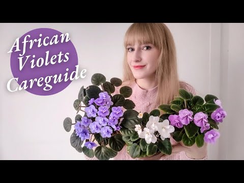 African Violet Care Guide - Best Tips For Beginners