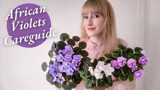 African Violet Care Guide - Best Tips For Beginners
