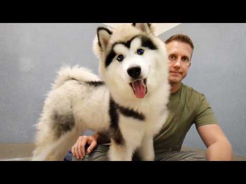 The Surprising Reason No One Wants to Adopt this Alaskan Malamute