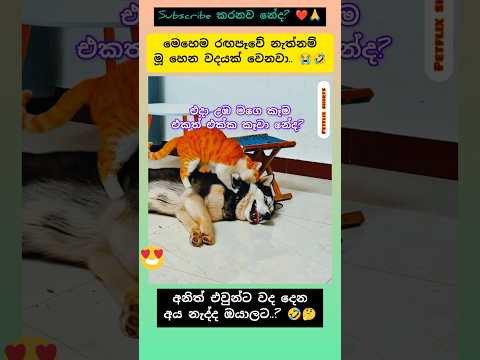 චණ්ඩි තැඹිලි 🤣 #shorts #funny #cat #viralvideo #sltrending #pets #catshorts #subscribe #dog #new