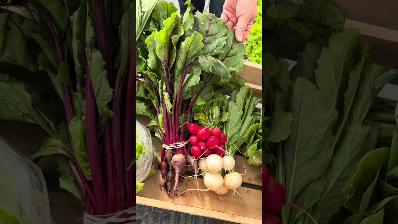 Spring CSA Week 7 2024