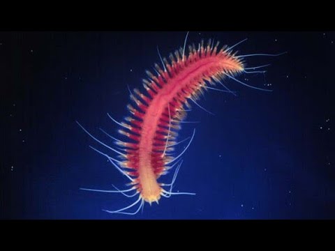Facts: Methane Ice Worms