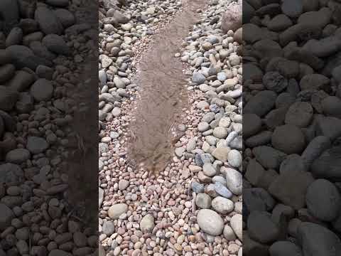 We built a custom creek in our San Diego backyard