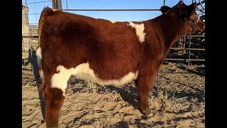 Low Stress Halter Breaking and Gentling Cattle