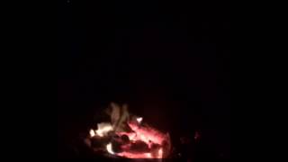 What animal sound is this?