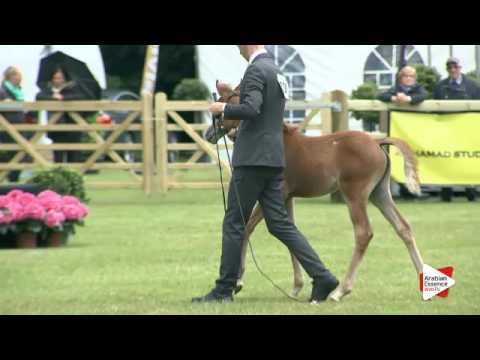 N.70 D' JUST MALYA - Bruges 2016 - Futurity Fillies - National (Class 8)