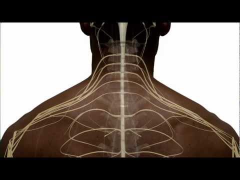 Anatomy of the Spinal Cord and How it Works