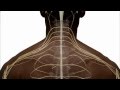 Anatomy of the Spinal Cord and How it Works 