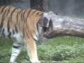 Detroit Zoo