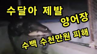 수달 양어장 수백 수천만원 피해 해마다 수달과 전쟁 김진규쏘가리