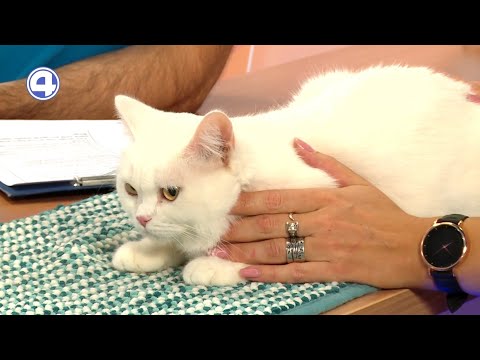 Белла ищет дом | Фонд «ЗООзащита»