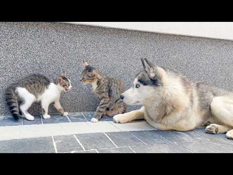 YouTube 썸네일