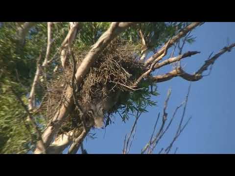 La vida del Pato barcino Anas flavirostris Esperanza Santa Fe Argentina 2026