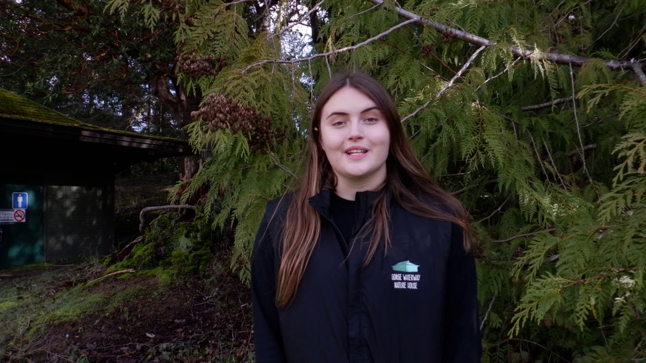 Native Plants: Western Red Cedar