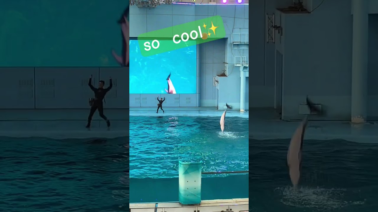 大成功みんな嬉しい☺️ #aquarium #1人時間 #japan #dolphin #relaxing #animals #横浜 #japantravel #japan #日本#イルカ#水族館