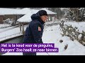 Pinguïns van Burgers' Zoo blijken koukleumen