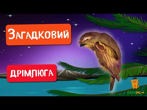 🍀 Дива природи. Явища навколо нас. Дрімлюга — птах-привид 🌏