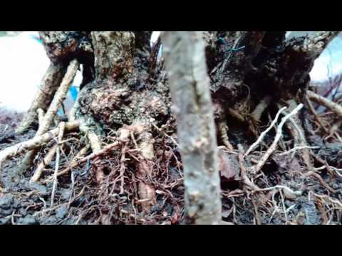 NIGHT JASMINE(SHIULI)