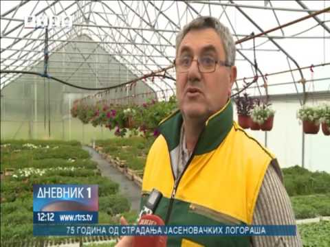 Čulići iz Rakana uspješni uzgajivači rasada povrća