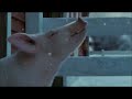 Charlotte S Web Winter