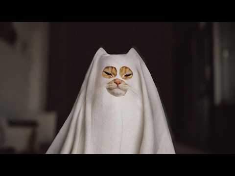 Chat et halloween : des bonbons ou des friandises