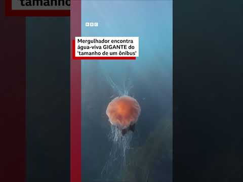Mergulhador filma água-viva ‘do tamanho de um ônibus’