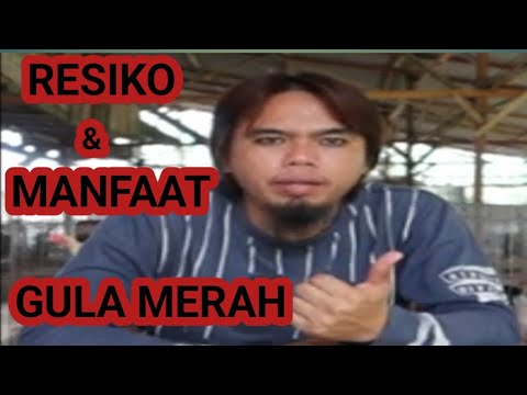 How to Give Brown Sugar to Chickens || ANTONI MEDAN