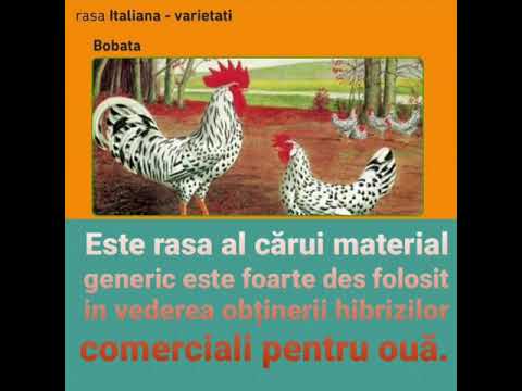 , title : 'Găini Italiene(10 varietăți de culoari rare)TUTORIAL'