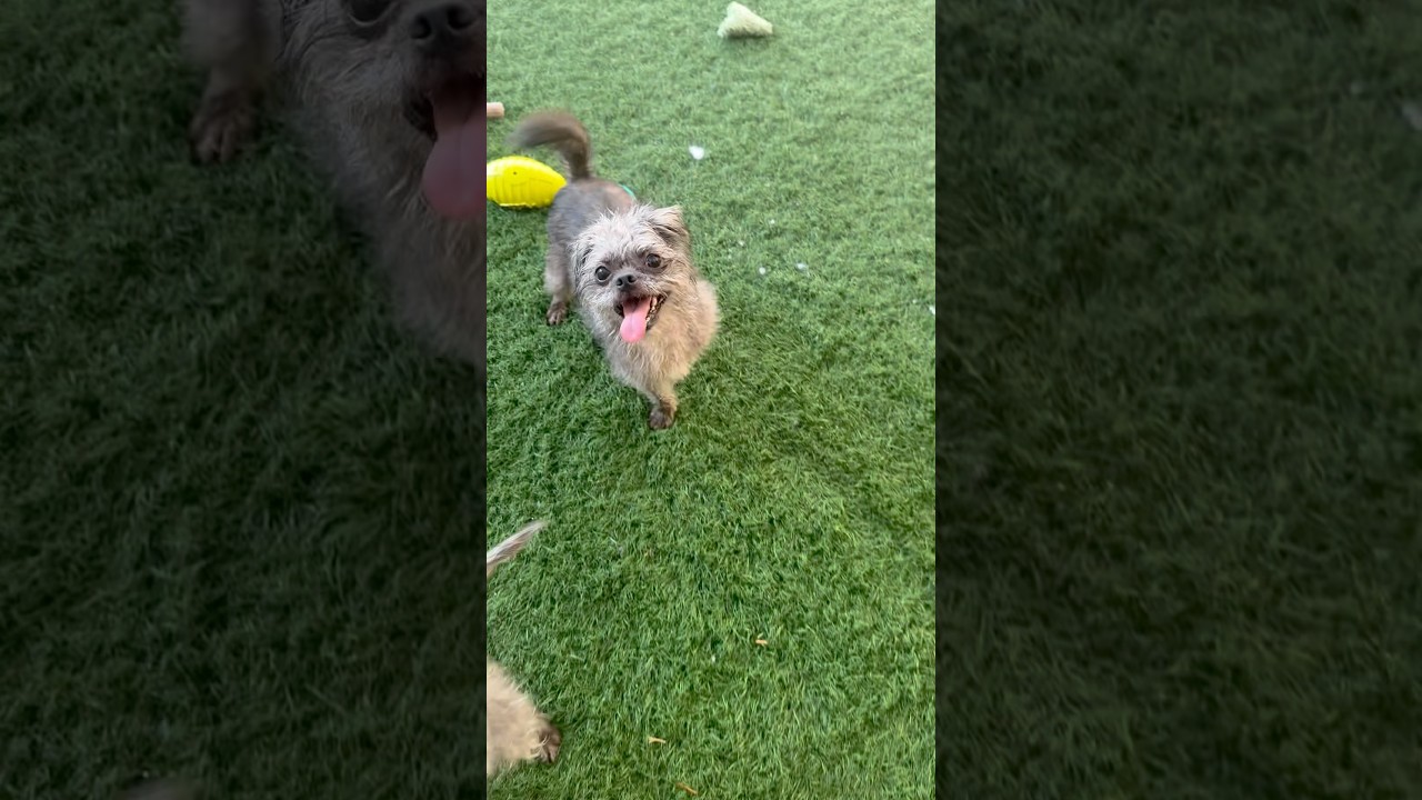 Gremlina, a ADOPTABLE mixed breed in PHOENIX, AZ video 2/6