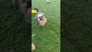 Video preview image #1 Brussels Griffon-Unknown Mix Puppy For Sale in Phoenix, AZ, USA