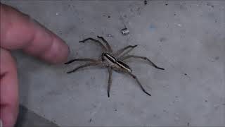 Try and Touch a 3 Wolf Spider. See what happens !!