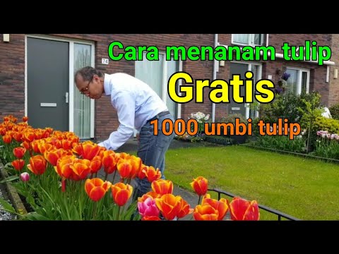 , title : 'Cara menanam tulip. Dapat gratis 1000 umbi tulip || @kebunomwahyu6787 (66)'