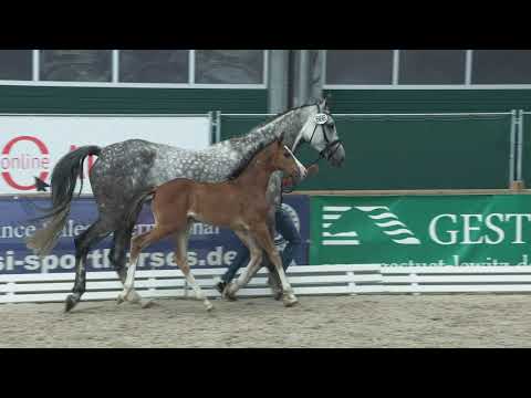 Wächter, Baloutaire PS-Conthargos-Grasco