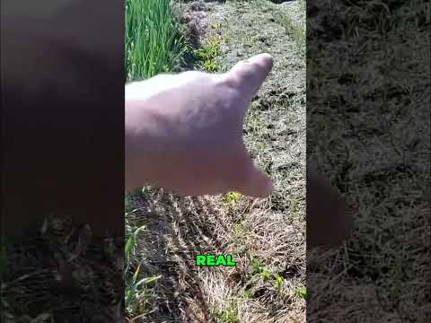 Growing Thousands of Onions for Winter & Intercropping Secrets!