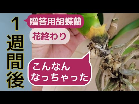 蘭の手入れの 5 つの黄金律 トピックス