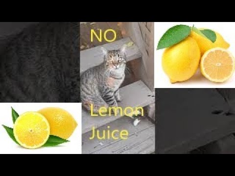 #Lemon #Flea Treatment 🍋 #Cat #Play