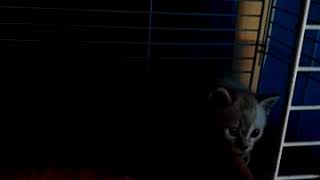暗くて見えない子猫