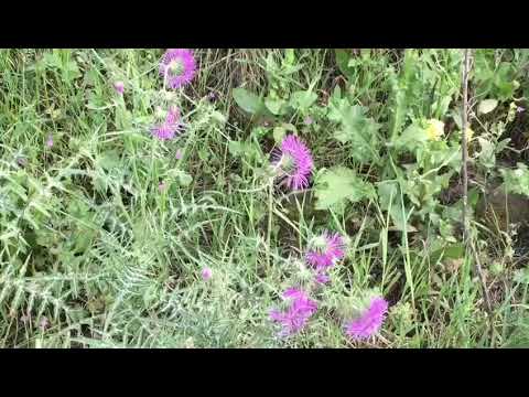 Wild Flowers of Andalucía in Spring