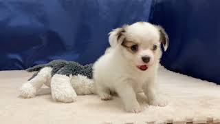 ハーフ犬の動画01