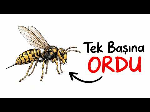 Eğer Bir Eşek Arısı Olarak Doğsaydın?