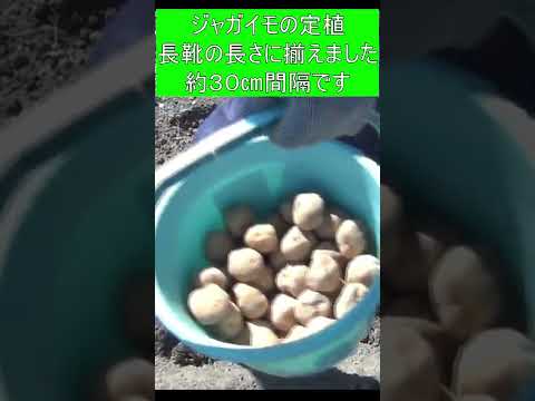 2024 年のジャガイモの植え付け時期は?成功のためのすべてのアドバイス  庭園