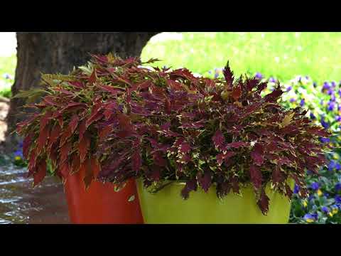 BFP TV - FlameThrower Coleus NEW 2021 thumbnail