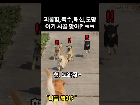 동생 복수하러 갔다가 뒤통수 제대로 당한 리트리버