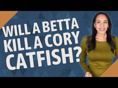 Will a betta kill a cory catfish?