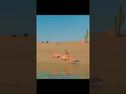 البحيرة التي تحول الحيوانات إلى حجر #shortvideo