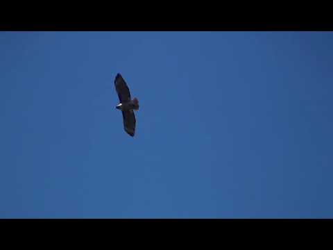 Red-tailed hawk in flight